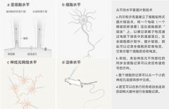 澳门威尼斯人网址：有一个台阶状的回落到基线